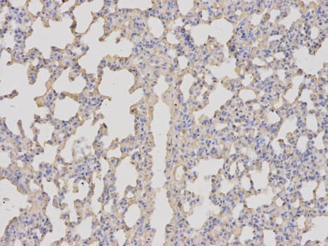 BDNF Antibody