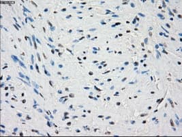 PDE10A Antibody (clone OTI1C9)