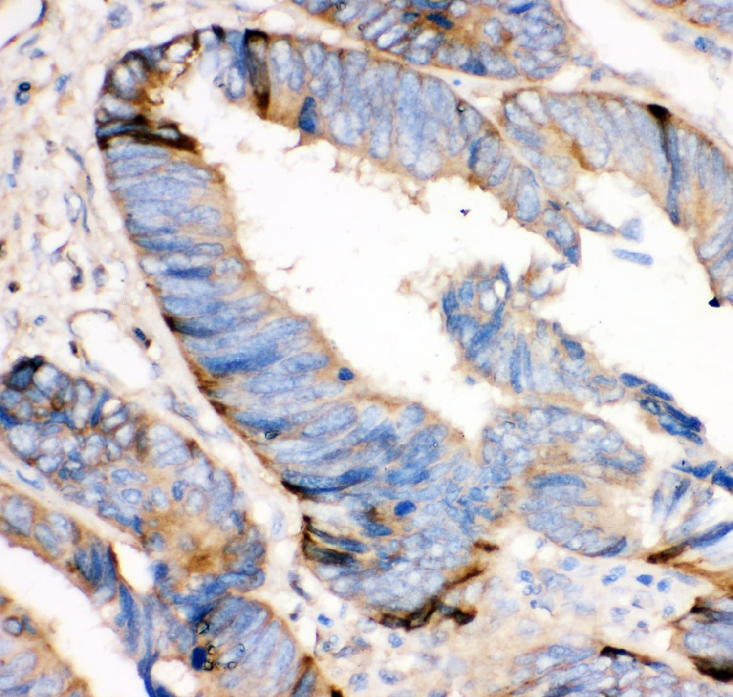 HRG Antibody (aa19-200)