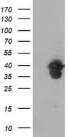 VASP Antibody (clone OTI2G1, Carrier-free)