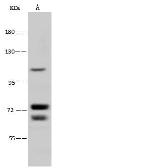 NNT Antibody