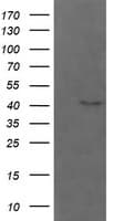 PARVA Antibody (clone OTI2B11)
