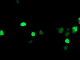 LHX1 Antibody (aa100-362, clone OTI2B4)