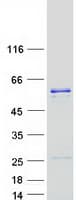 Human DNAJC3 / p58IPK Protein (Recombinant Myc-DDK (Flag))