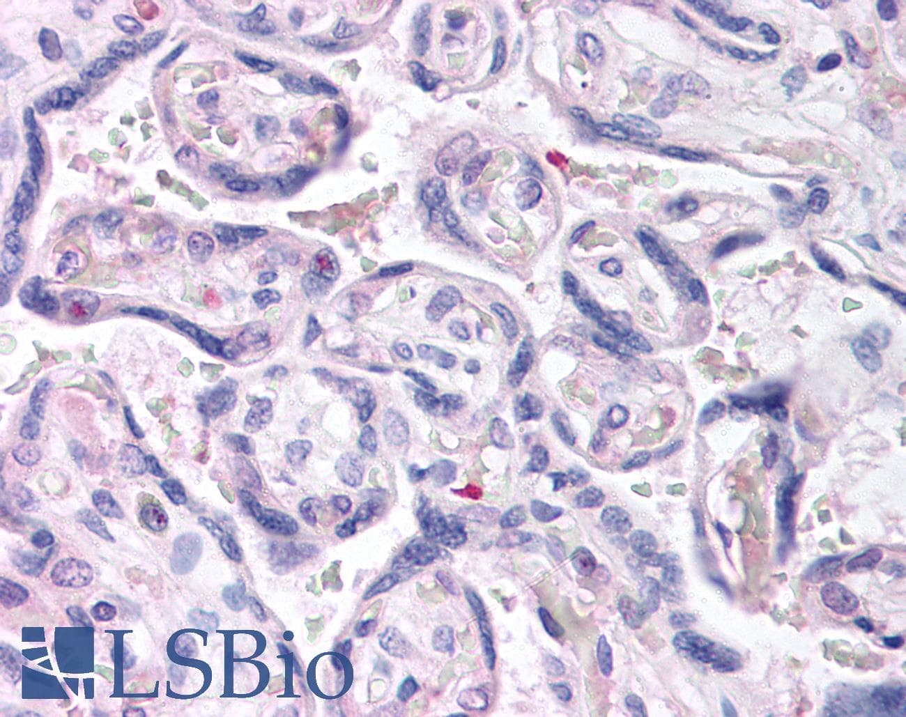 IHC-plus™ DUSP16 / MKP7 Antibody (aa2-14)