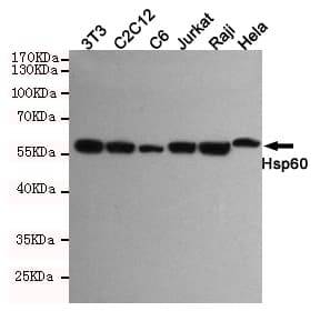 Monoclonal Mouse anti-Human HSPD1 / HSP60 Antibody (WB)