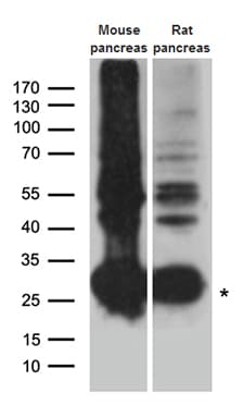 CTRL Antibody