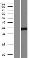 SUMF2 Protein (Over-Expression Lysate Myc-DDK (Flag))