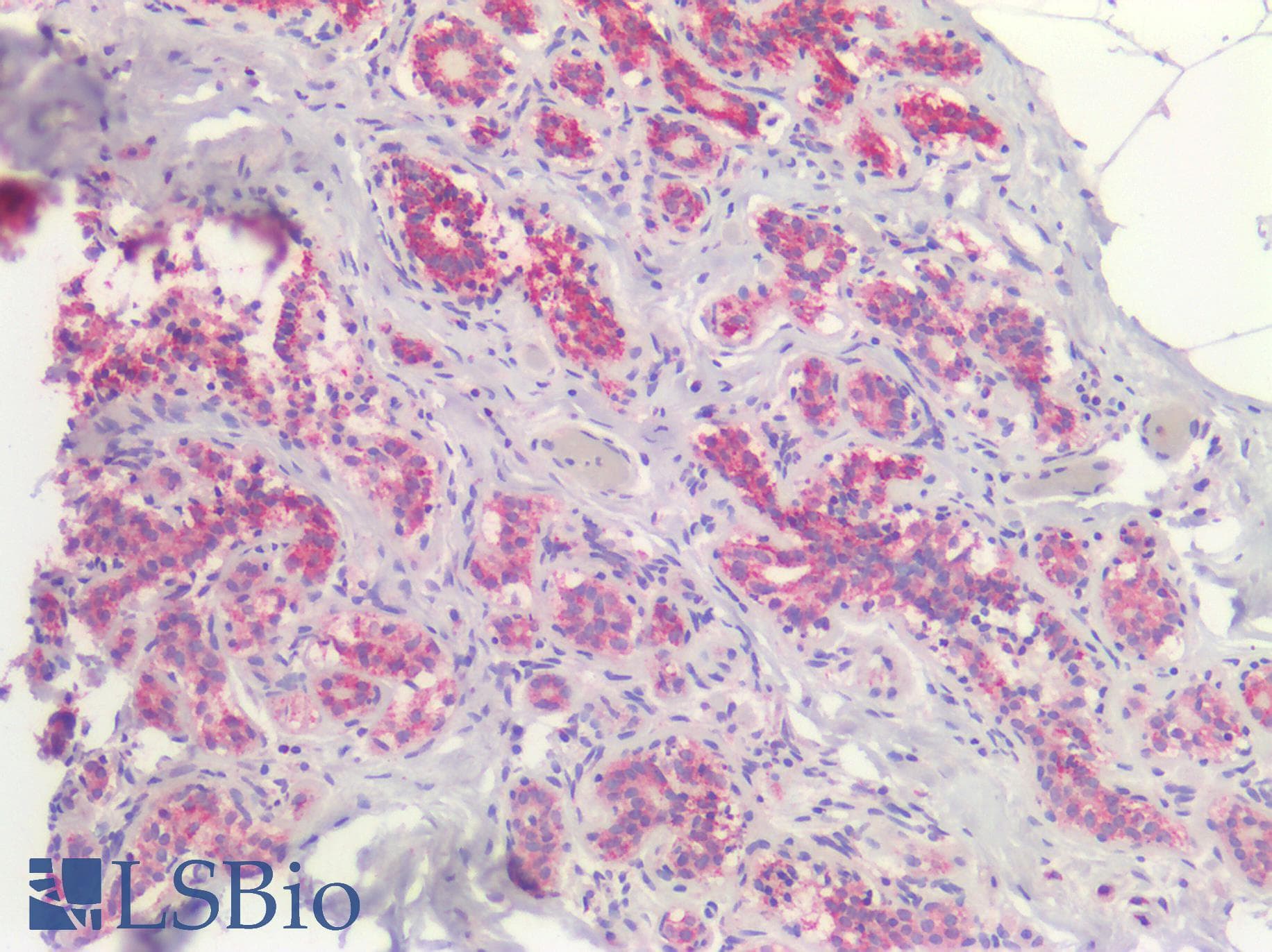 PathPlus™ BRAF / B-Raf Antibody (clone 1H12)