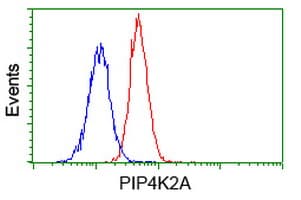 PIP4K2A / PIPK Antibody (clone OTI3A9)