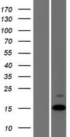 Human AVP / ADH / Vasopressin Protein (Over-Expression Lysate Myc-DDK (Flag))
