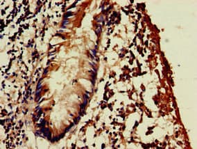 Polyclonal Rabbit anti-Human WSB1 Antibody (IHC, WB)