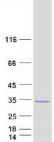 Human MRAS Protein (Recombinant Myc-DDK (Flag))