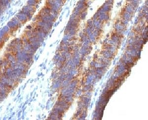 MUC3A Antibody (Tandem Repeat, clone M3.1)
