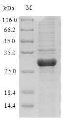 Artemisia vulgaris Major Pollen Allergen Art v 1 Protein (Recombinant 6His-SUMO, N-terminus)