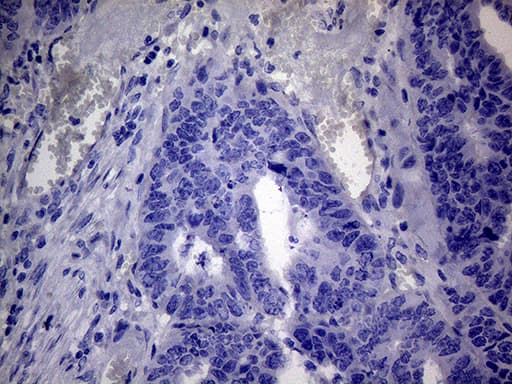 Monoclonal Mouse anti-Human C4orf36 Antibody (clone OTI8B7, IHC, WB)