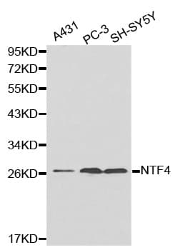 NTF4 / Neurotrophin 4 Antibody