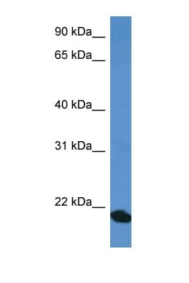 COMMD1 Antibody (aa110-159)