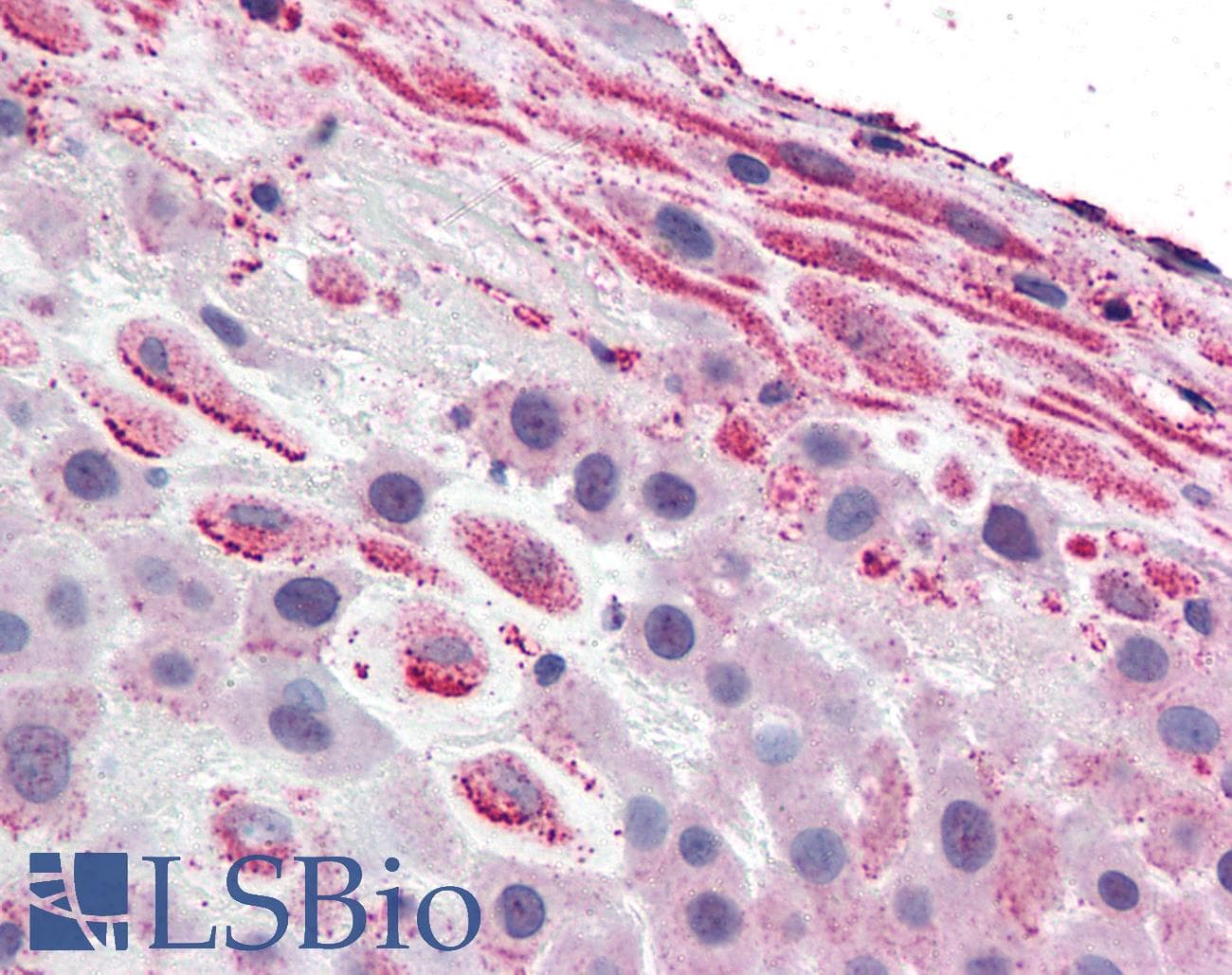 PathPlus™ TLR4 Antibody (Internal)