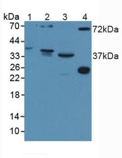 DISC1 Antibody (aa102-261, PE)