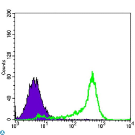 BCL2 / Bcl-2 Antibody