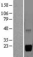 MSRB2 / MSRB Protein (Over-Expression Lysate Myc-DDK (Flag))