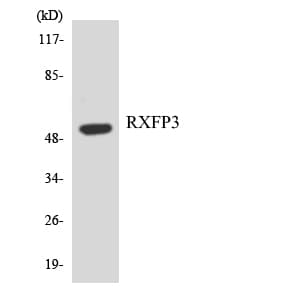 RXFP3 Antibody (aa151-200)