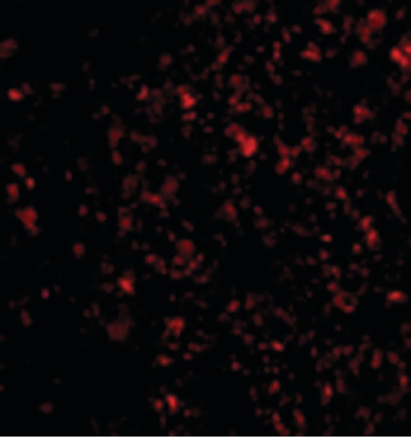 IHC-plus™ Polyclonal Rabbit anti-Human IL-33 Antibody (IHC, IF, WB)