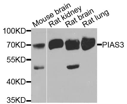 PIAS3 Antibody