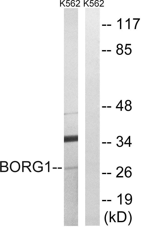 Polyclonal Rabbit anti-Human CDC42EP2 Antibody (WB)
