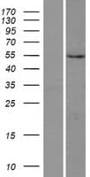 PI4K2A / PI4KII Protein (Over-Expression Lysate Myc-DDK (Flag))