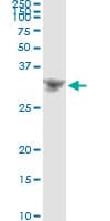 BP1 / DLX4 Antibody (clone 1F11)