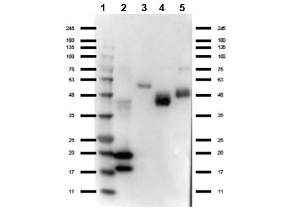 Polyclonal Rabbit anti-Llama Camelid VhH Ig Antibody (WB)