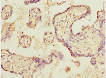 ELF2 / NERF Antibody