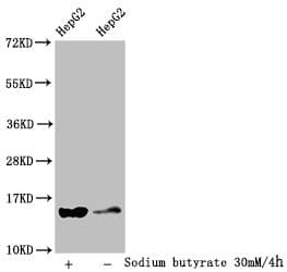 Polyclonal Rabbit anti-Human HIST1H2AI Antibody (IF, WB)