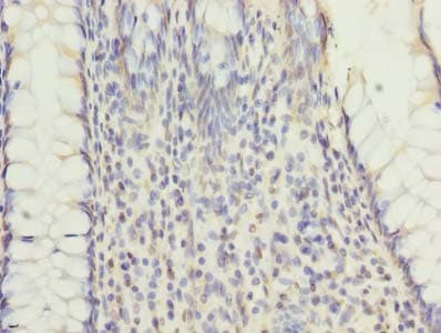 RNF26 Antibody