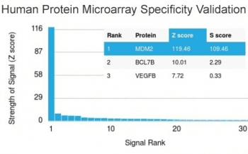 MDM2 Antibody (clone MDM2/2414)