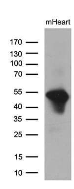 PPP1R36 / C14orf50 Antibody (clone OTI3B9)