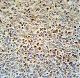 SLC4A7 Antibody (aa1186-1214)
