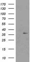 NUDT6 Antibody (clone OTI6H3)