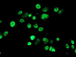 Monoclonal Mouse anti-Human SENP2 Antibody (clone OTI1H2, IHC, IF, WB)