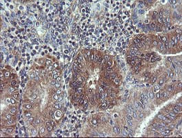 VBP1 Antibody (clone OTI2F2)