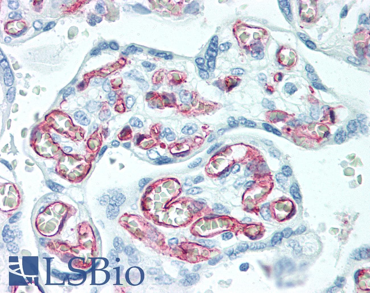 PathPlus™ PECAM-1 / CD31 Antibody