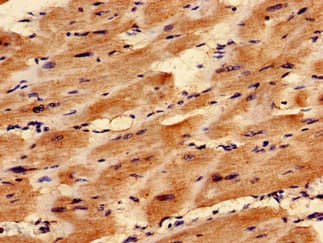 TAZ Antibody