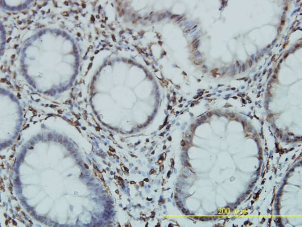 GTF3C2 Antibody (clone 1C6-2B8)