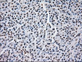 MRI1 Antibody (clone OTI6A10)