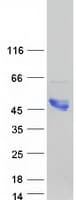 Human AKT1S1 / PRAS40 Protein (Recombinant Myc-DDK (Flag))