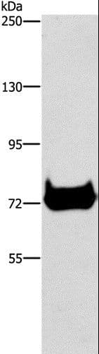 CEL / Carboxyl Ester Lipase Antibody