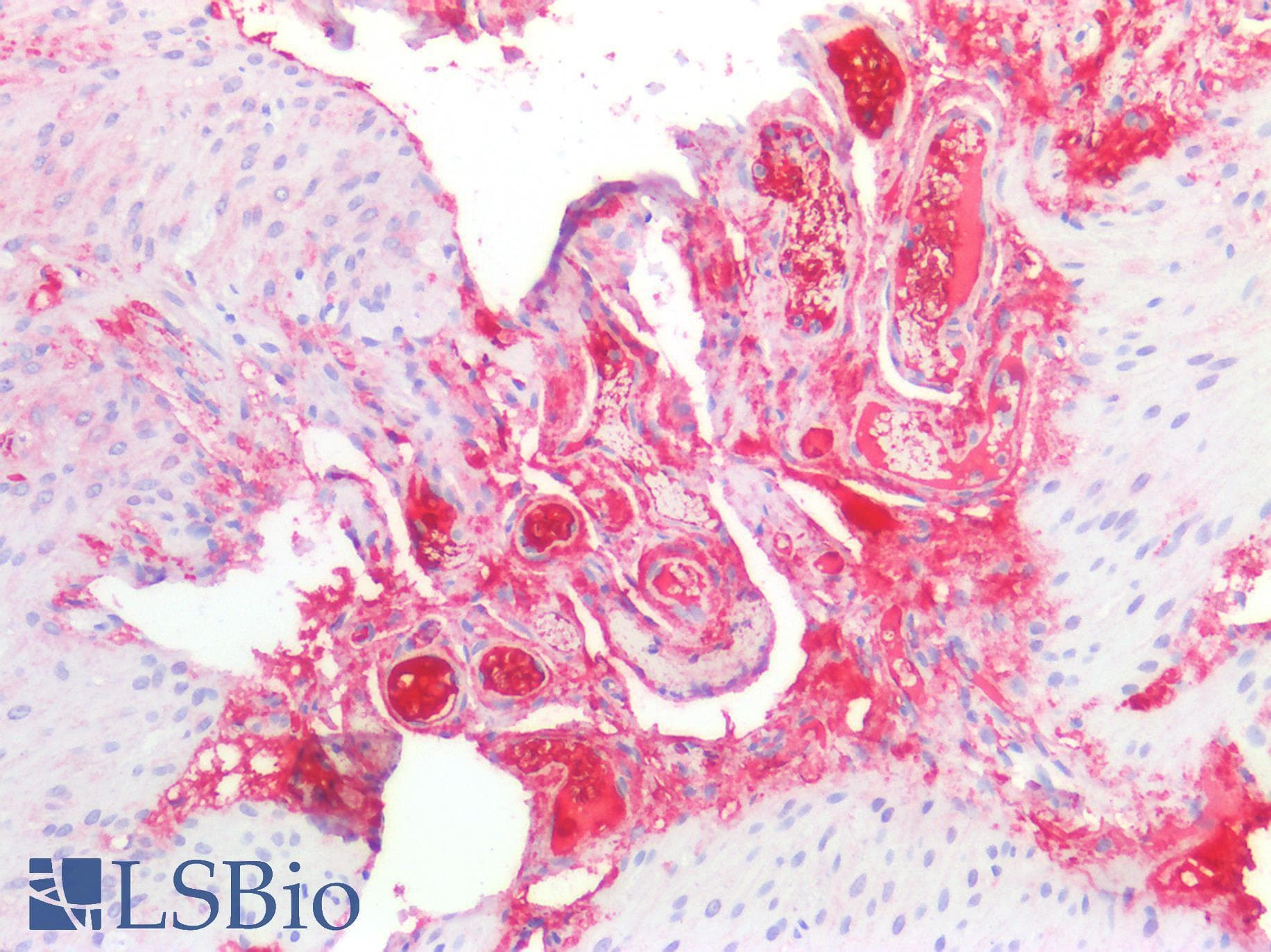 PathPlus™ HP / Haptoglobin Antibody