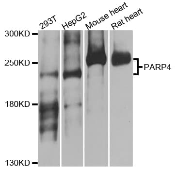 IHC-plus™ PARP4 / VPARP Antibody
